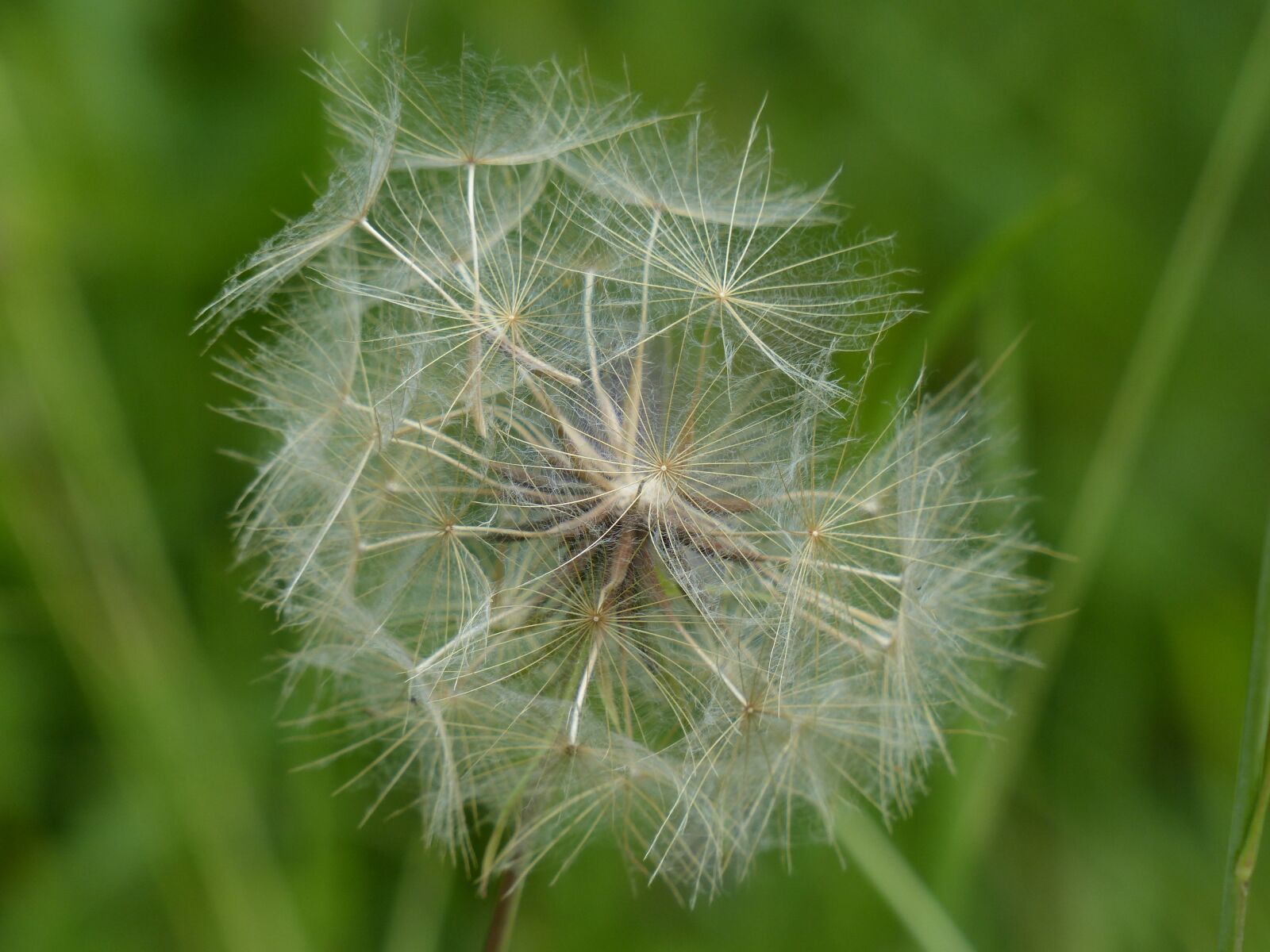 Panasonic Lumix DMC-FZ200 sample photo. Dandelion, infructescence, meadows dubius photography
