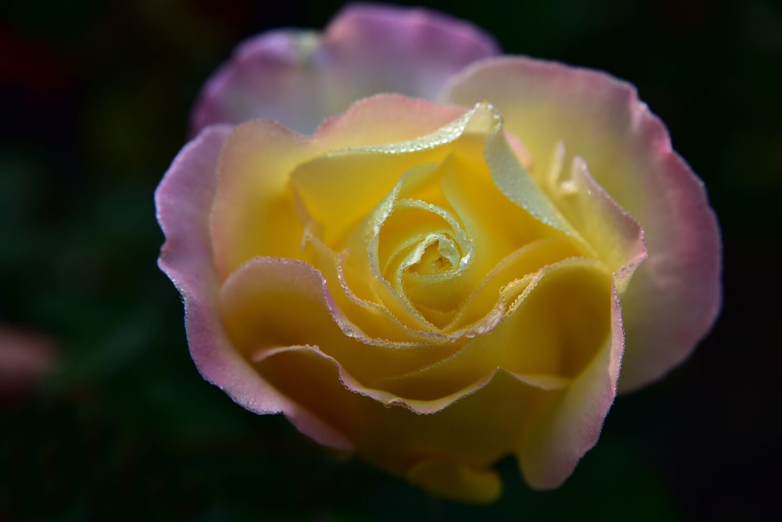 Nikon D750 sample photo. Rose, blossom, bloom photography