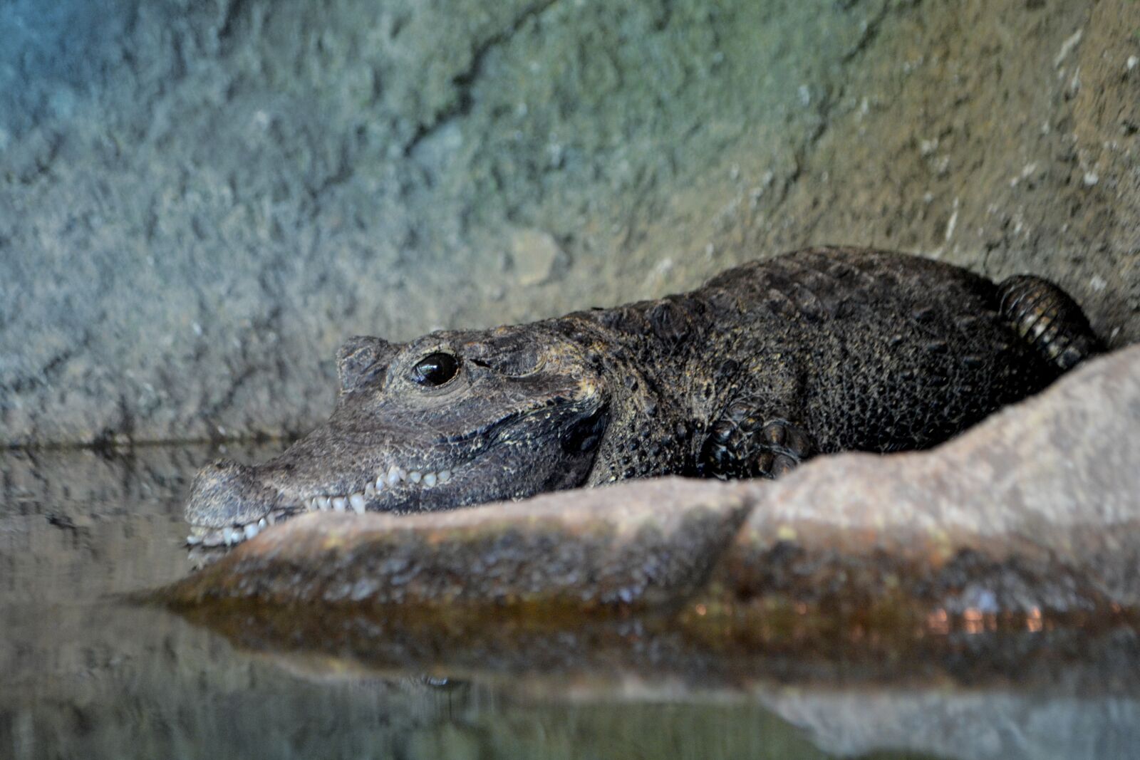 Nikon D3100 sample photo. Crocodile, animal, wildlife photography