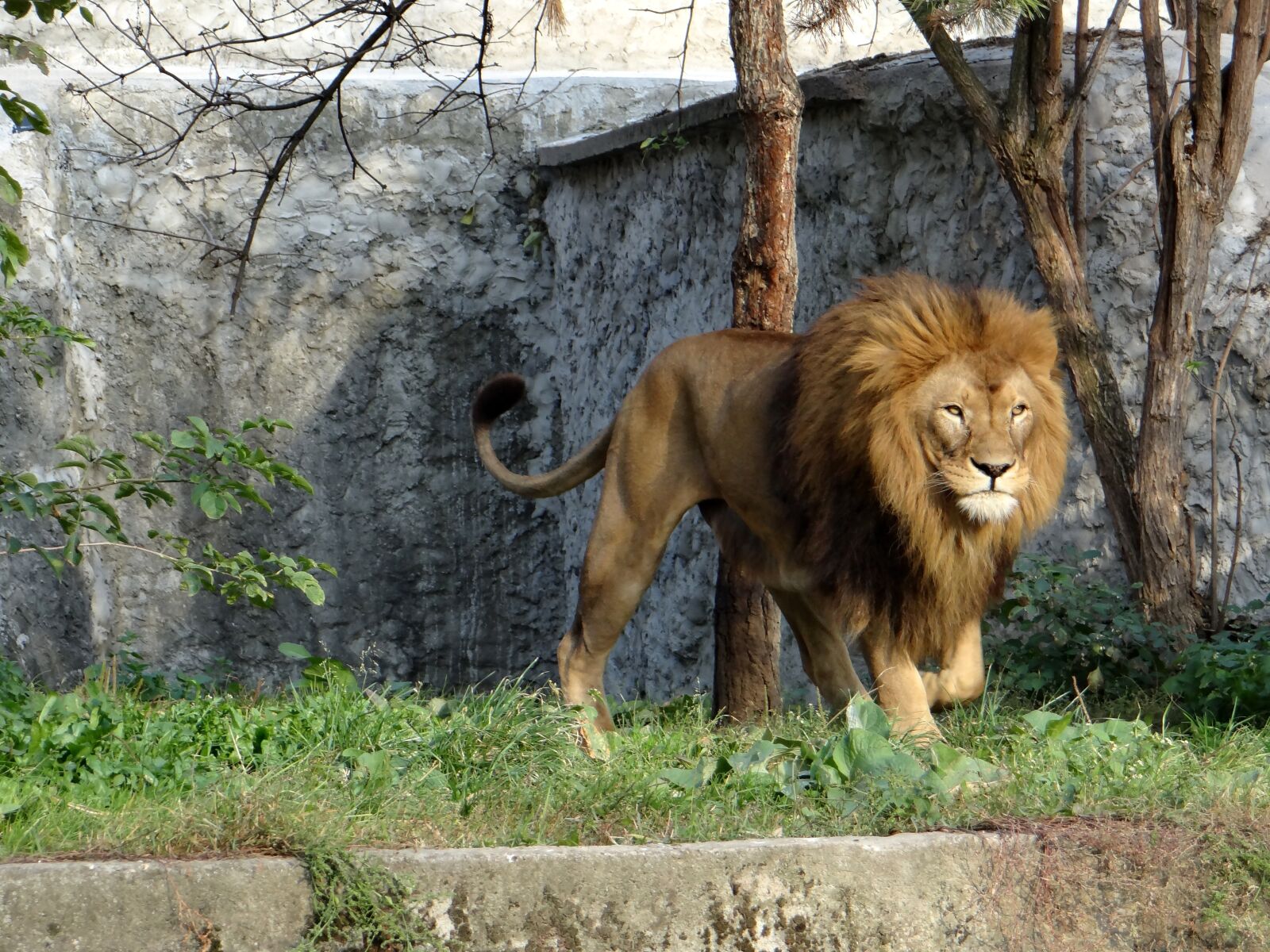 Sony DSC-HX200V sample photo. Lion, mammal, the king photography