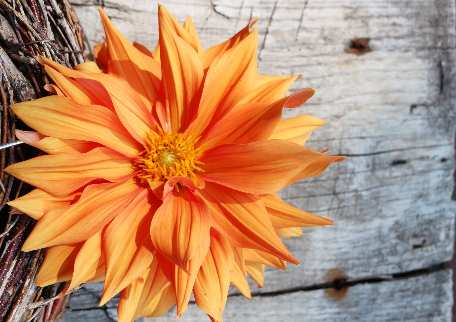 Canon EOS 700D (EOS Rebel T5i / EOS Kiss X7i) sample photo. Dahlia bright, large blooms photography