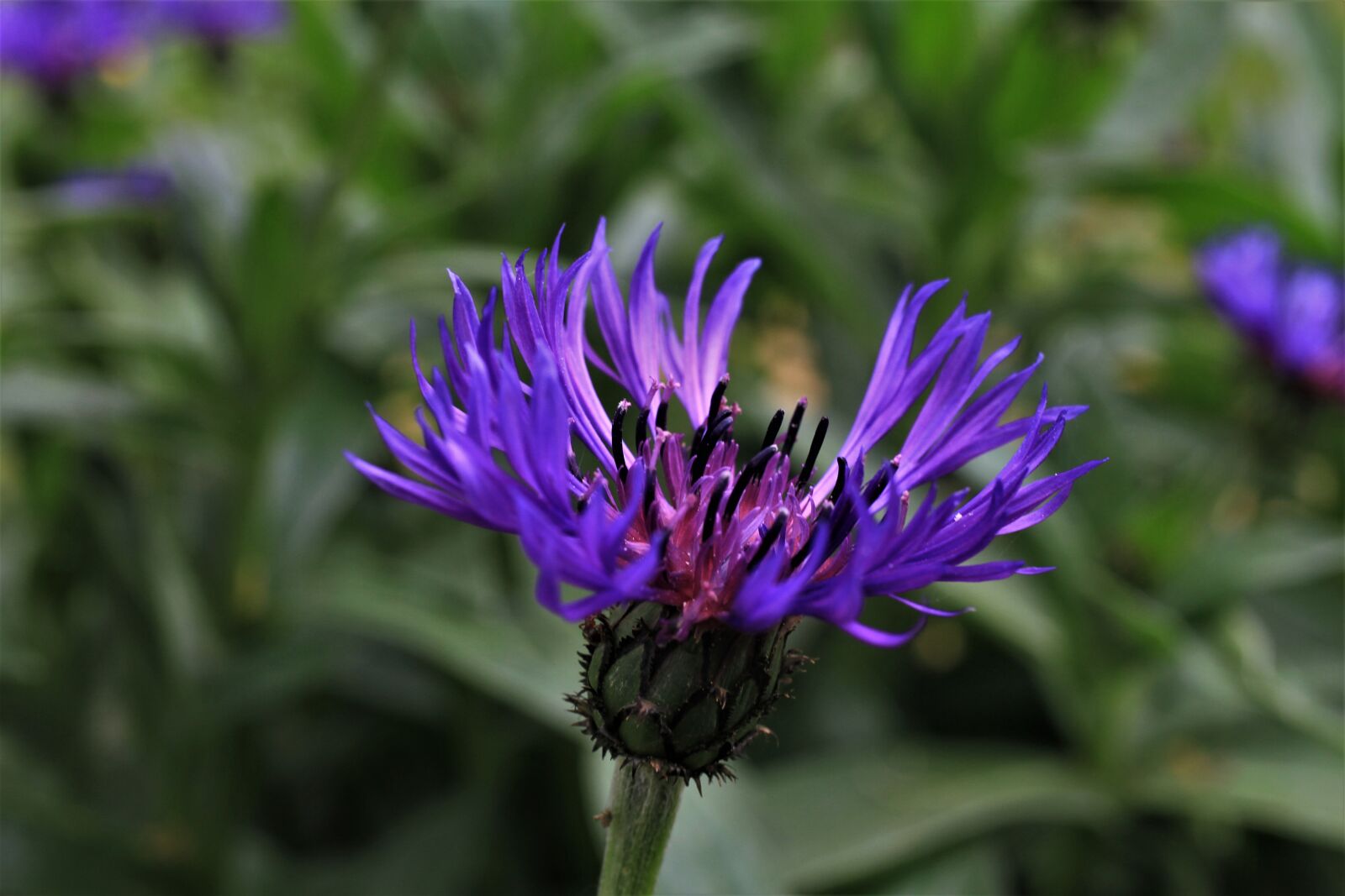 Canon EF-S 35mm F2.8 Macro IS STM sample photo. Mountain knapweed, knapweed, forest photography