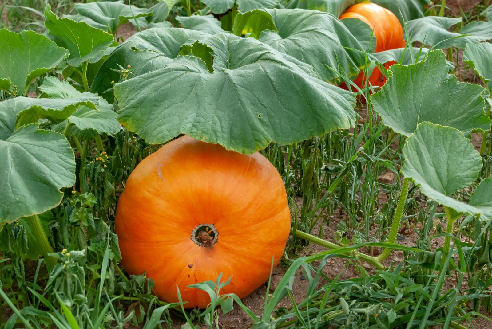 Nikon D80 sample photo. Pumpkin, vegetable, vegetable garden photography