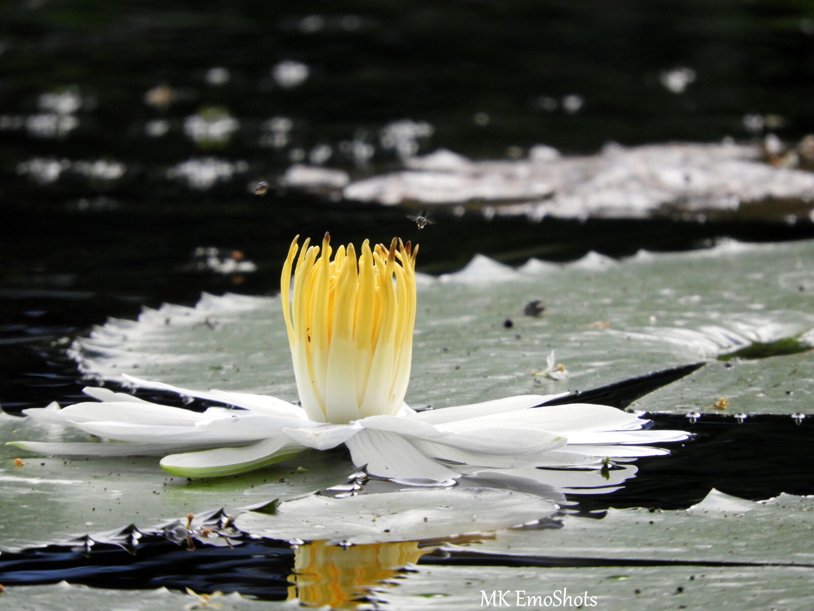 Nikon Coolpix B700 sample photo. Beautiful, flowers, lotus, nature photography