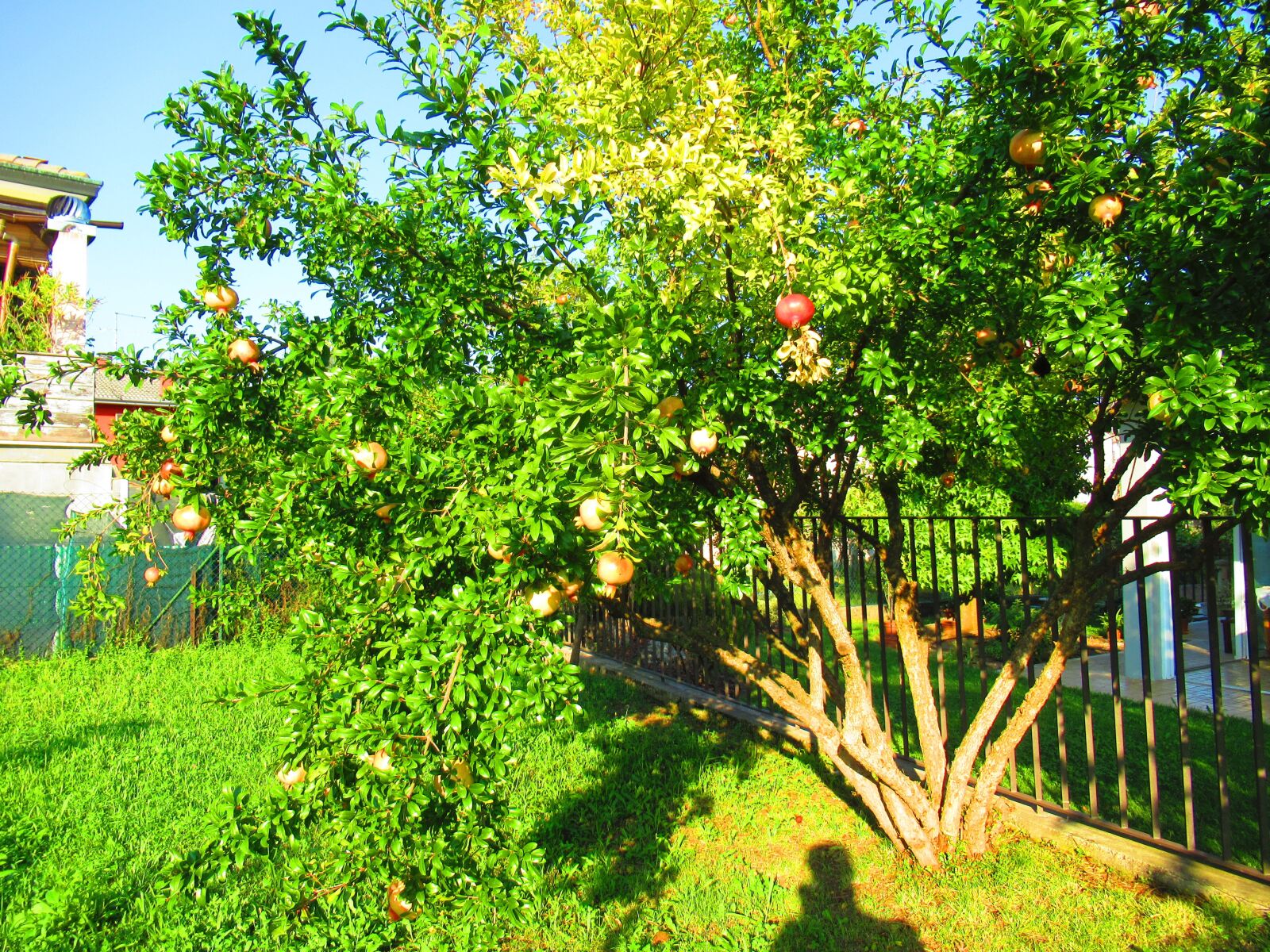 Canon PowerShot SX620 HS sample photo. Garden, pomegranate, fruit photography