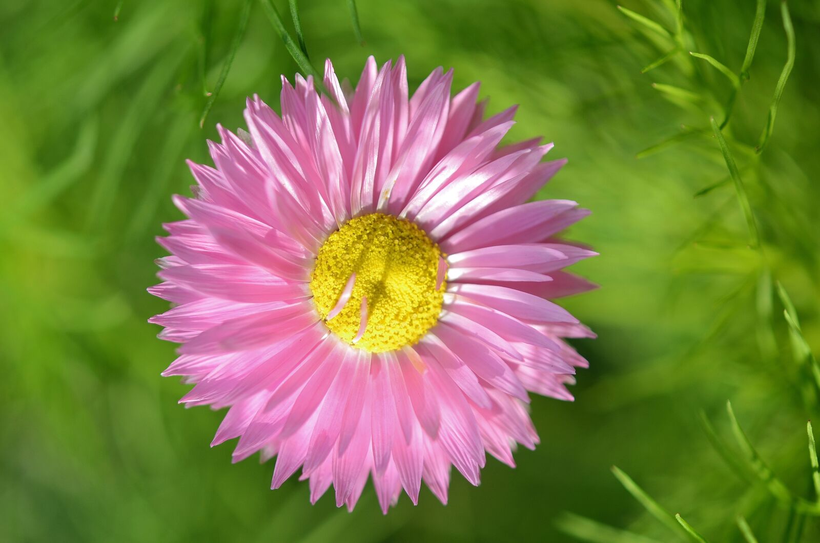 Nikon D7000 sample photo. Flower, natur, spring photography