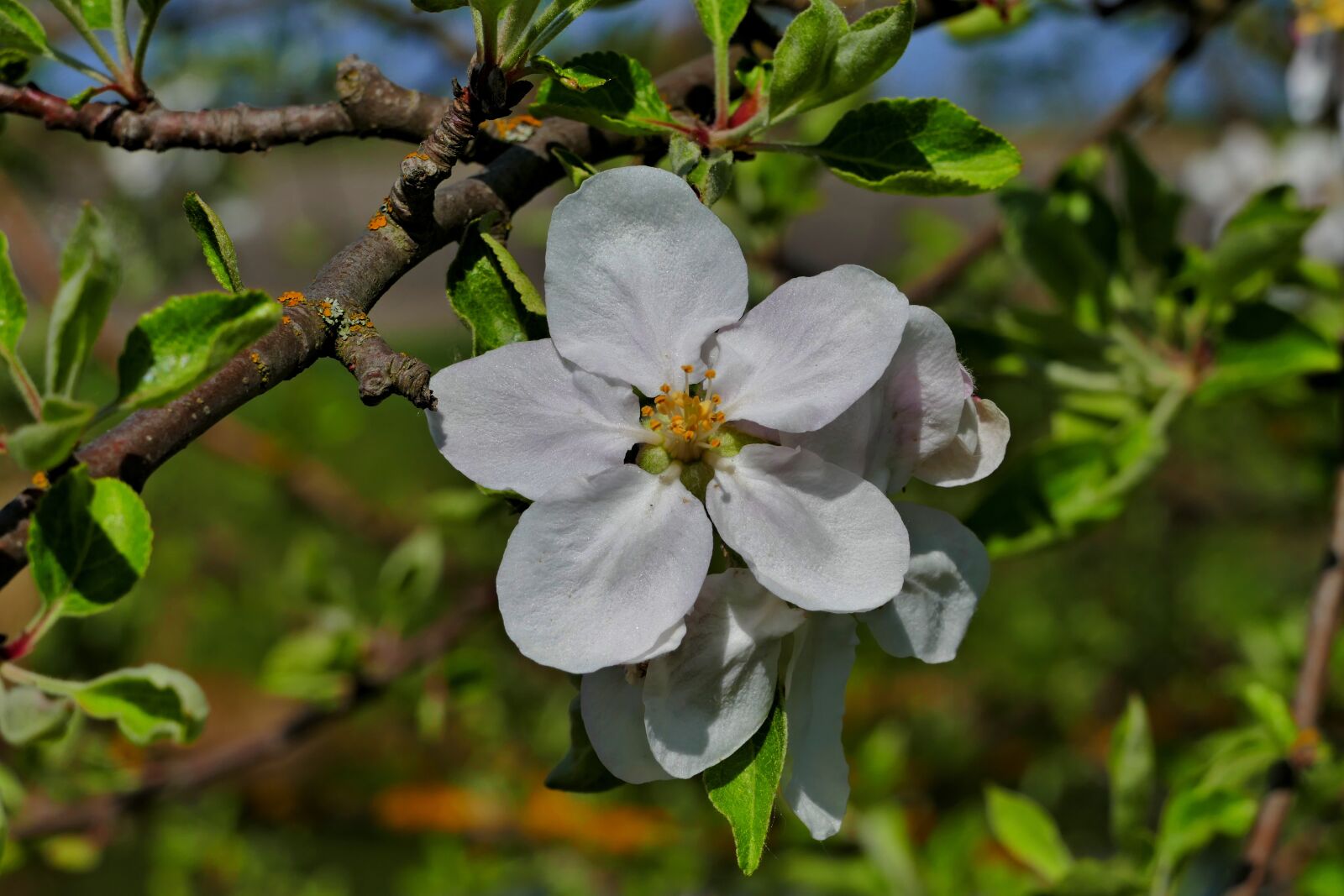 Panasonic Lumix DMC-FZ1000 sample photo. Apple tree, flower, tree photography