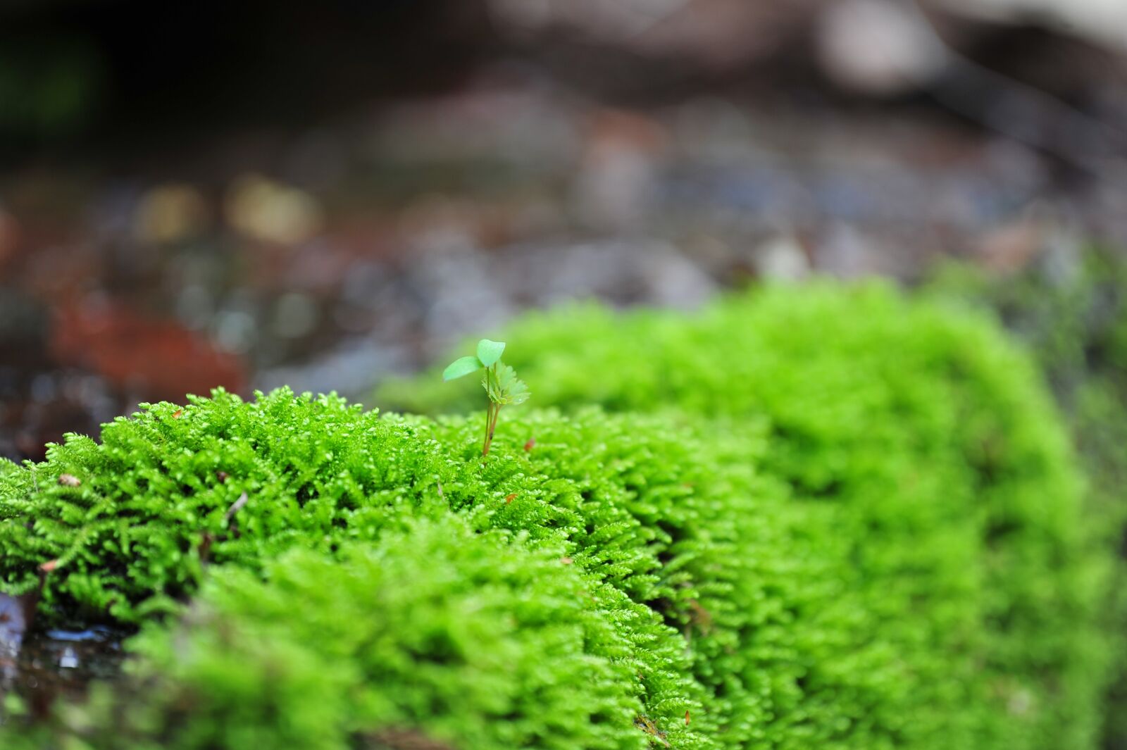 Nikon D3S sample photo. Nature, forest, wood photography