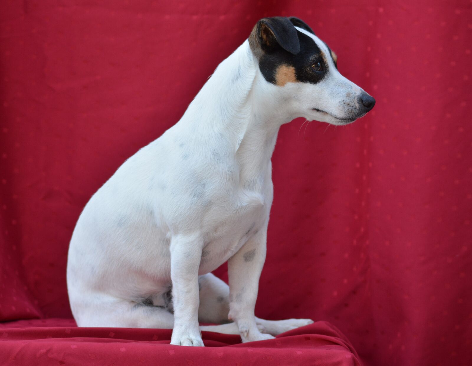 Nikon D7100 sample photo. Jack russel, dog, animals photography