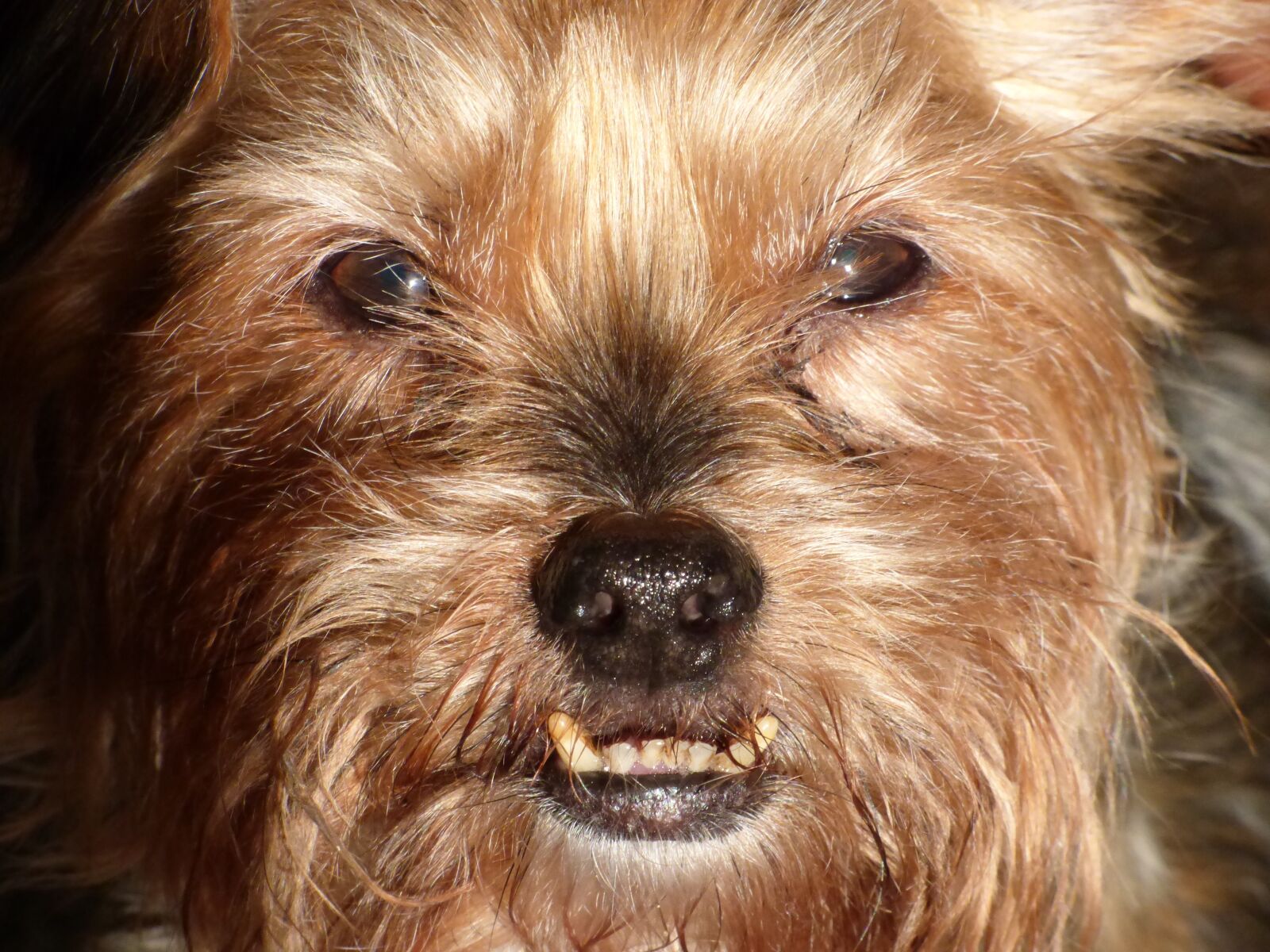 Panasonic Lumix DMC-FZ70 sample photo. Dog, teeth, face photography
