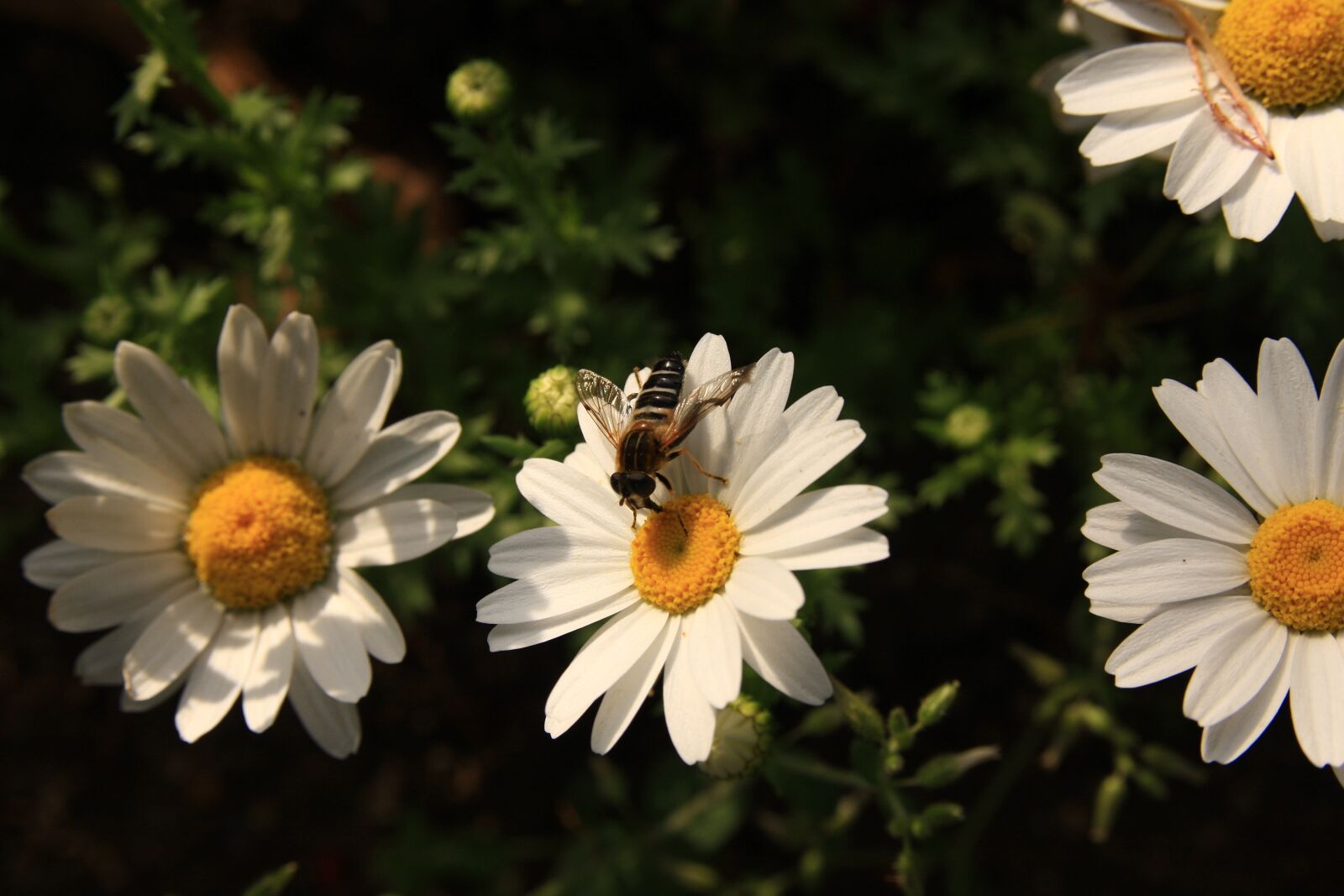Canon EOS 40D sample photo. Margaret, bee, flowers photography