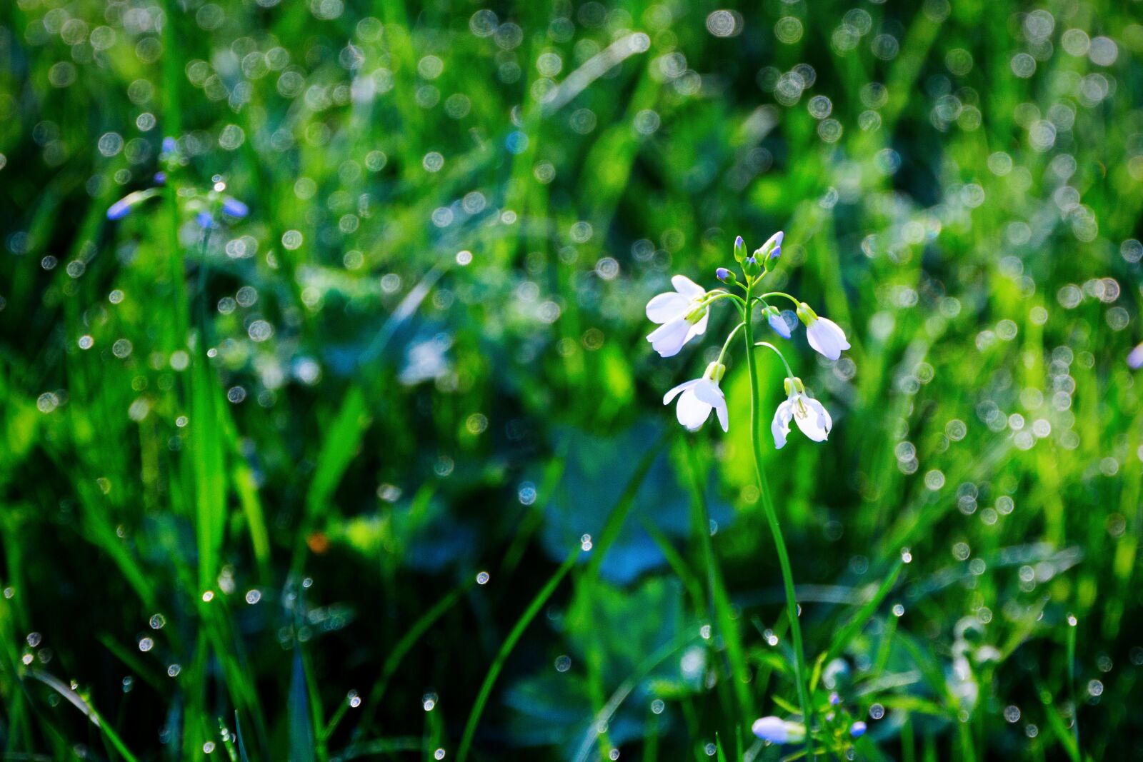 Canon EOS 650D (EOS Rebel T4i / EOS Kiss X6i) sample photo. Rosa, grass, wet grass photography