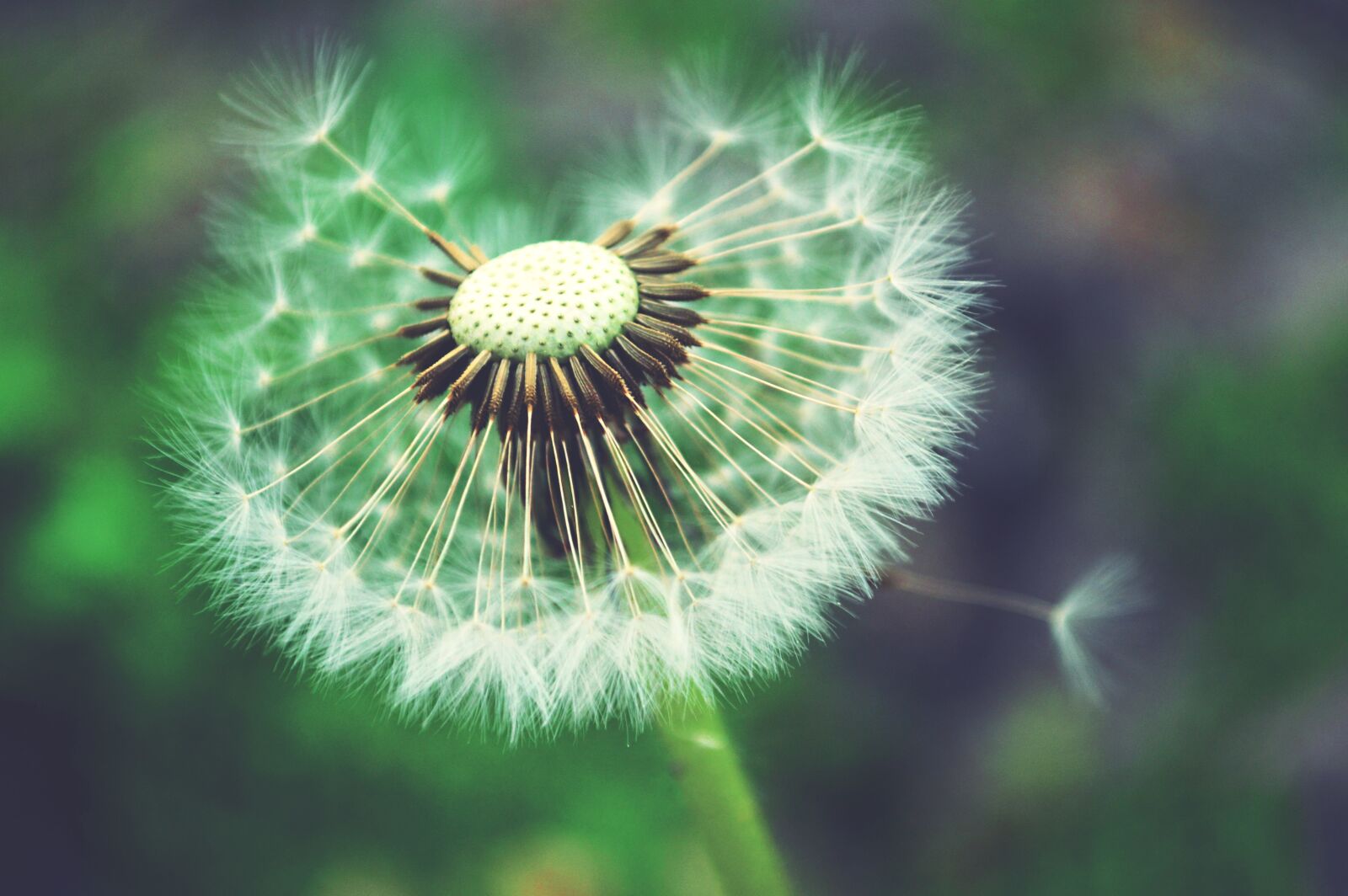 Nikon D3200 sample photo. Macro, dandelion, taraxacum photography