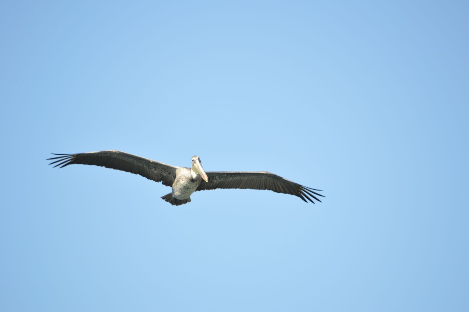 Nikon D3200 sample photo. Ave, pelican, peak photography