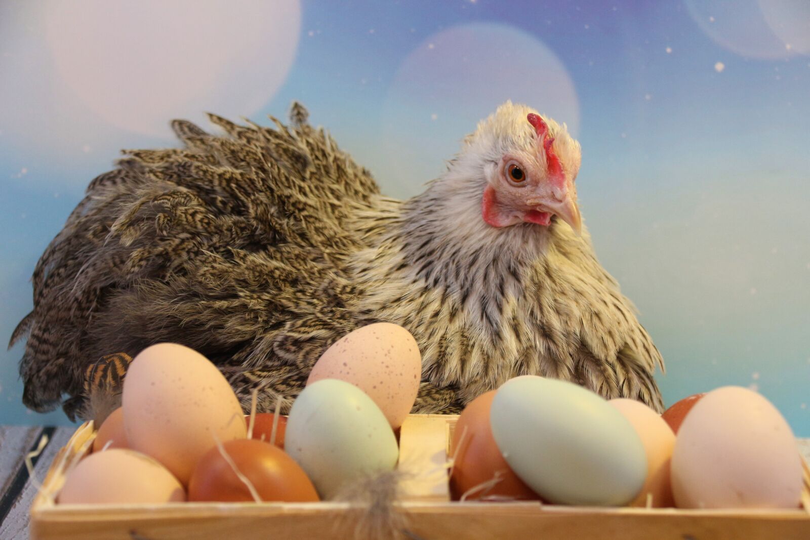 Canon EOS 700D (EOS Rebel T5i / EOS Kiss X7i) sample photo. Easter, egg, easter eggs photography