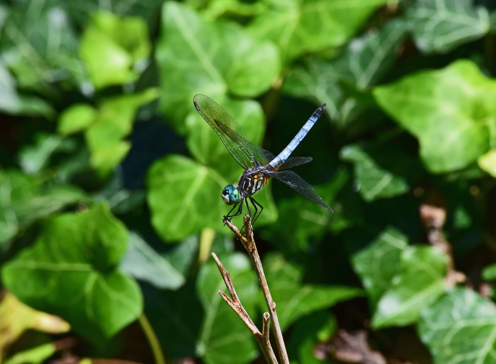 Nikon D3300 sample photo. Blue dragonfly, dragonfly, insect photography