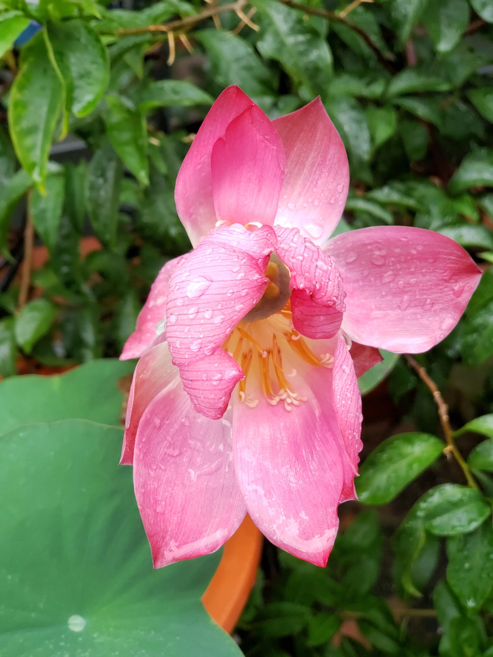 Samsung Galaxy Note9 sample photo. Flower, creation, nature photography