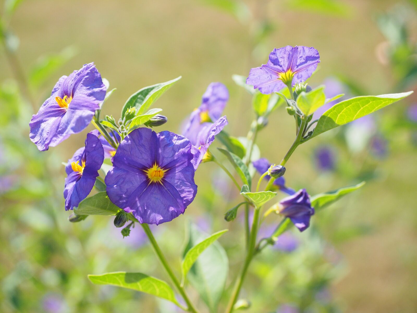 Olympus OM-D E-M1 + Olympus M.Zuiko Digital ED 12-40mm F2.8 Pro sample photo. Flowers, violet, bush photography