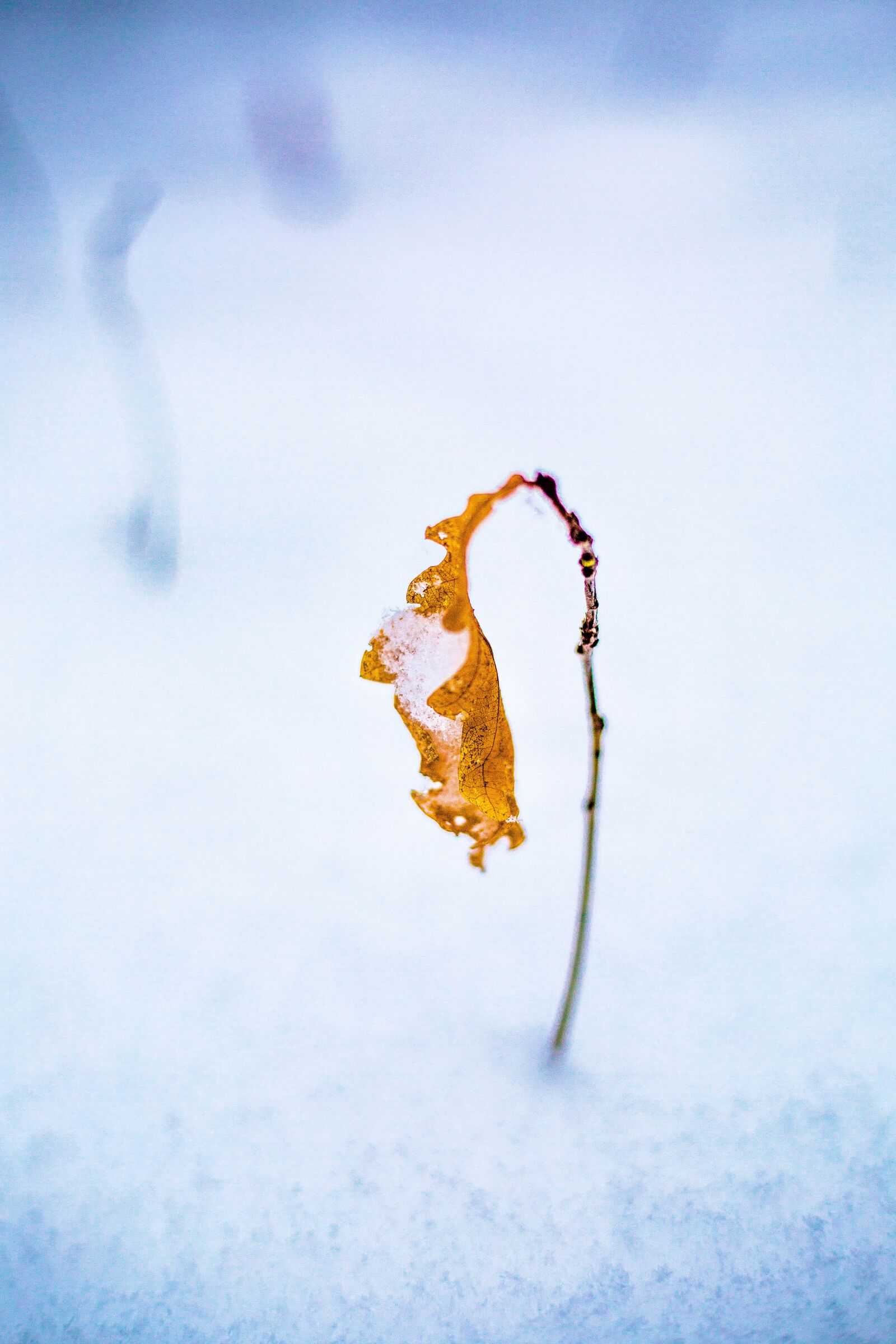 Canon EF 50mm F1.8 STM sample photo. Winter, sheet, nature photography