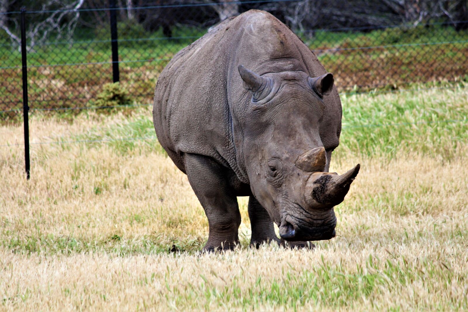 Canon EOS 700D (EOS Rebel T5i / EOS Kiss X7i) sample photo. Rhino, wild, animal photography