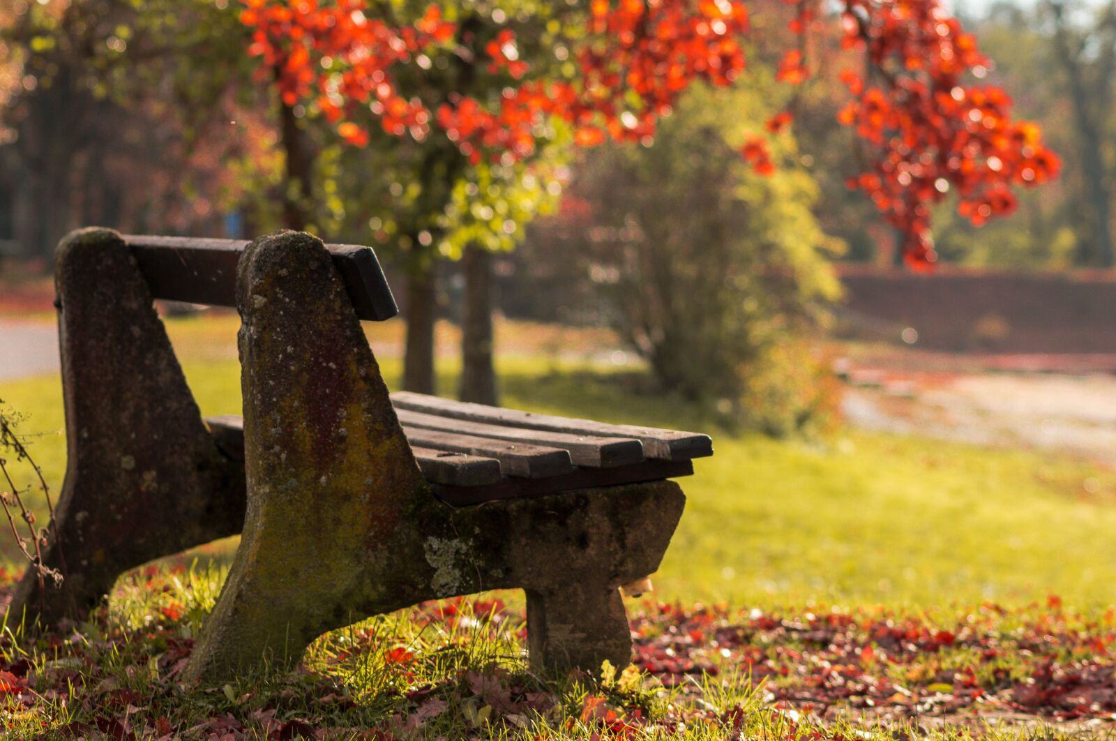 Canon EOS 70D sample photo. Autumn, bench, forest photography