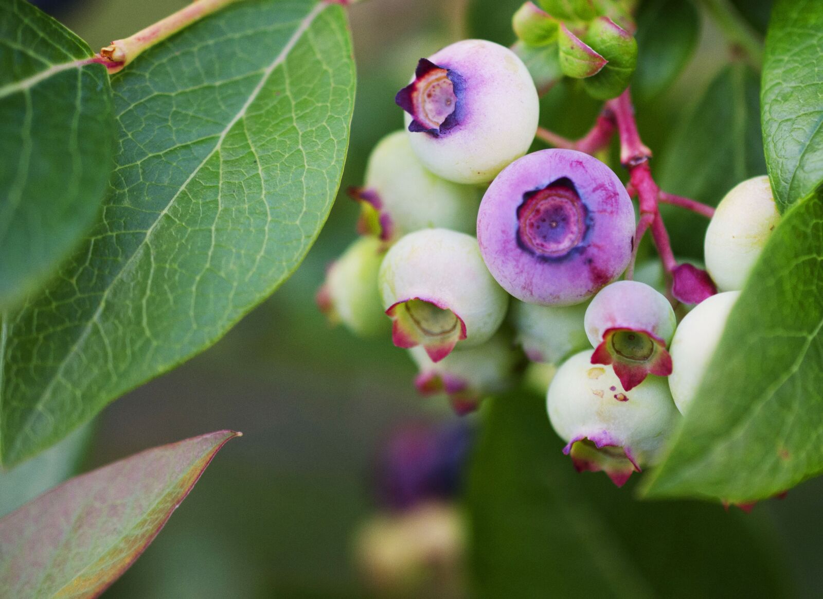 Nikon D5100 sample photo. Blueberries, blueberry, blue photography