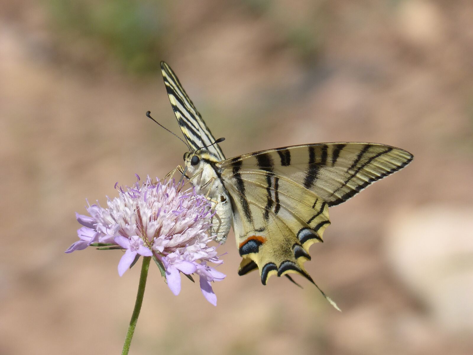Panasonic DMC-FZ62 sample photo. Papilio machaon, butterfly, machaon photography