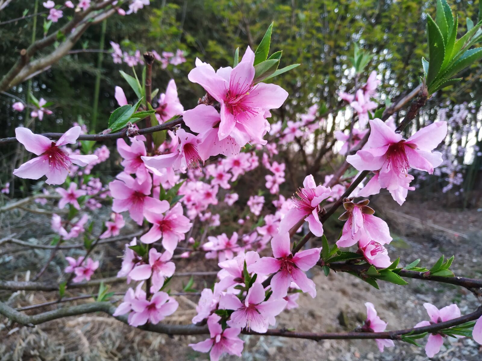 Xiaomi MI 8 Lite sample photo. Peach blossom, country, spring photography
