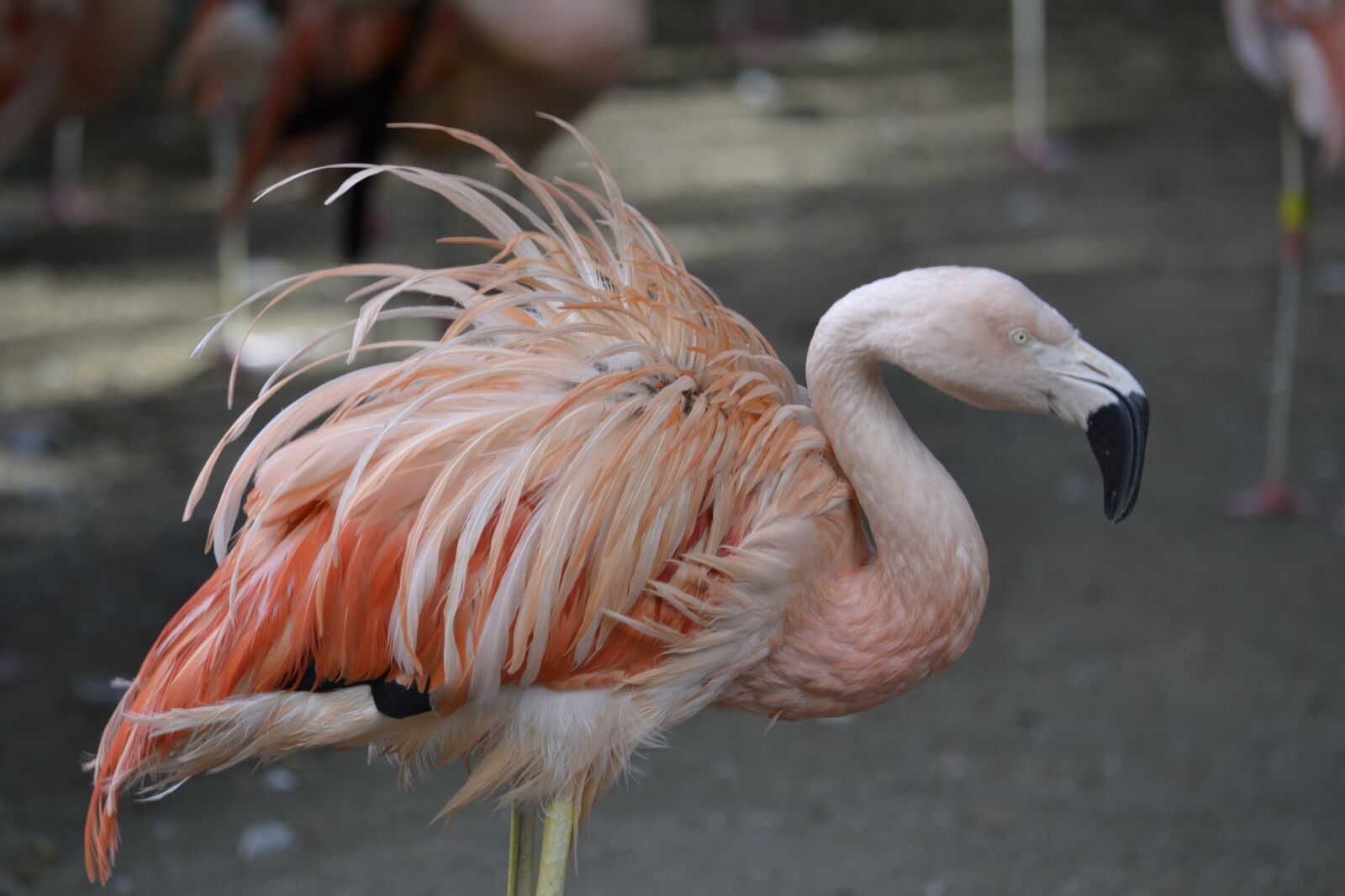 Nikon D3100 sample photo. Flamingo, pink, zoo photography