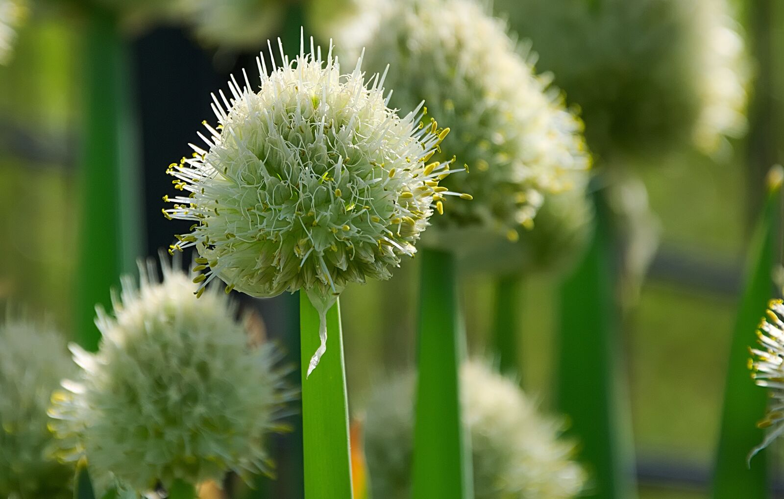 Nikon D7200 sample photo. Onion, flowers, leek photography