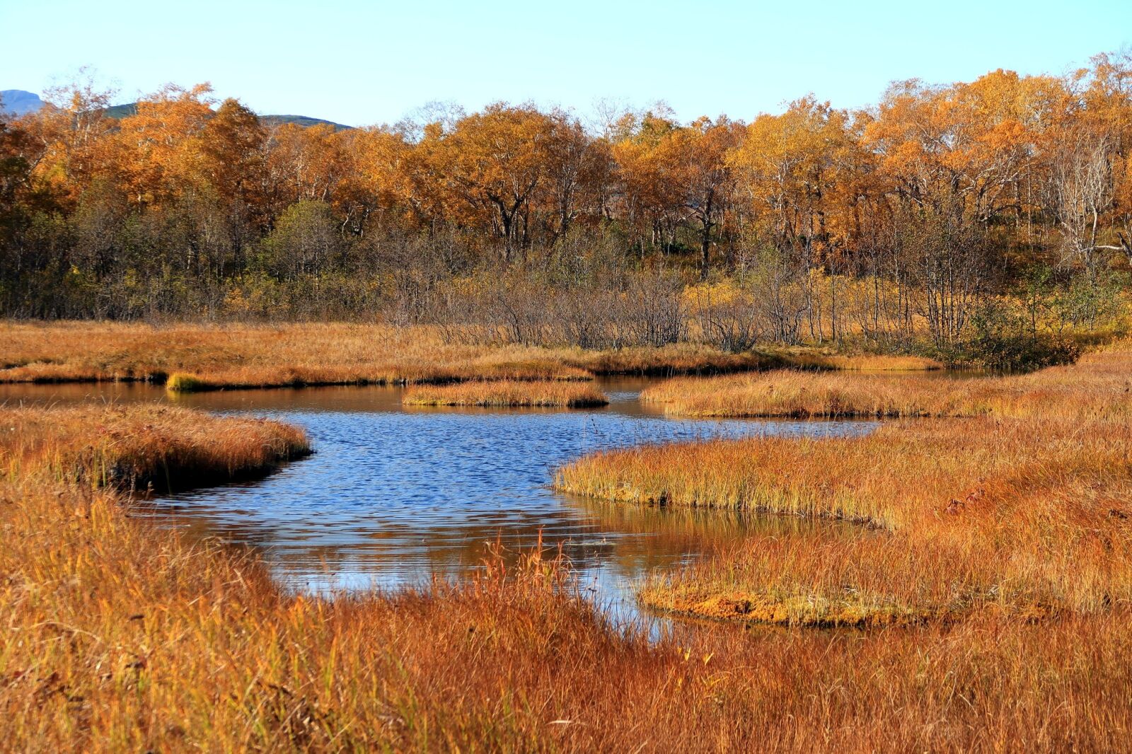 Canon PowerShot G7 X Mark II sample photo. Autumn, lake, forest photography