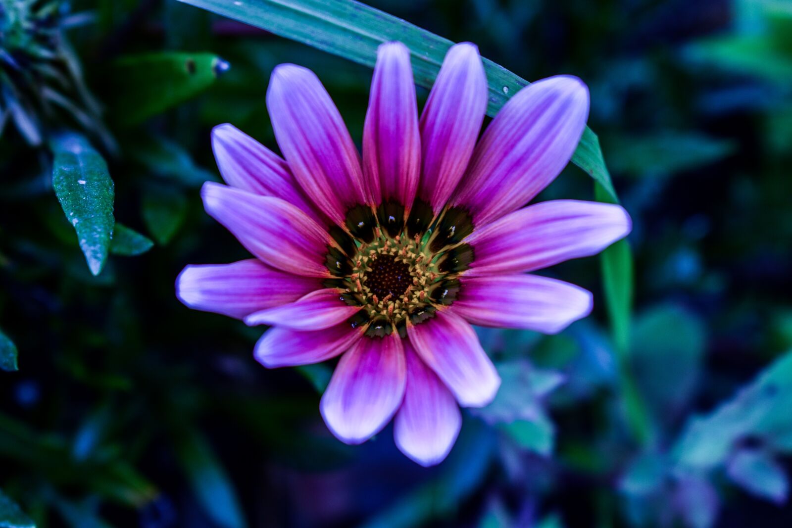 Nikon D3400 sample photo. Flower, beautiful flower, plant photography