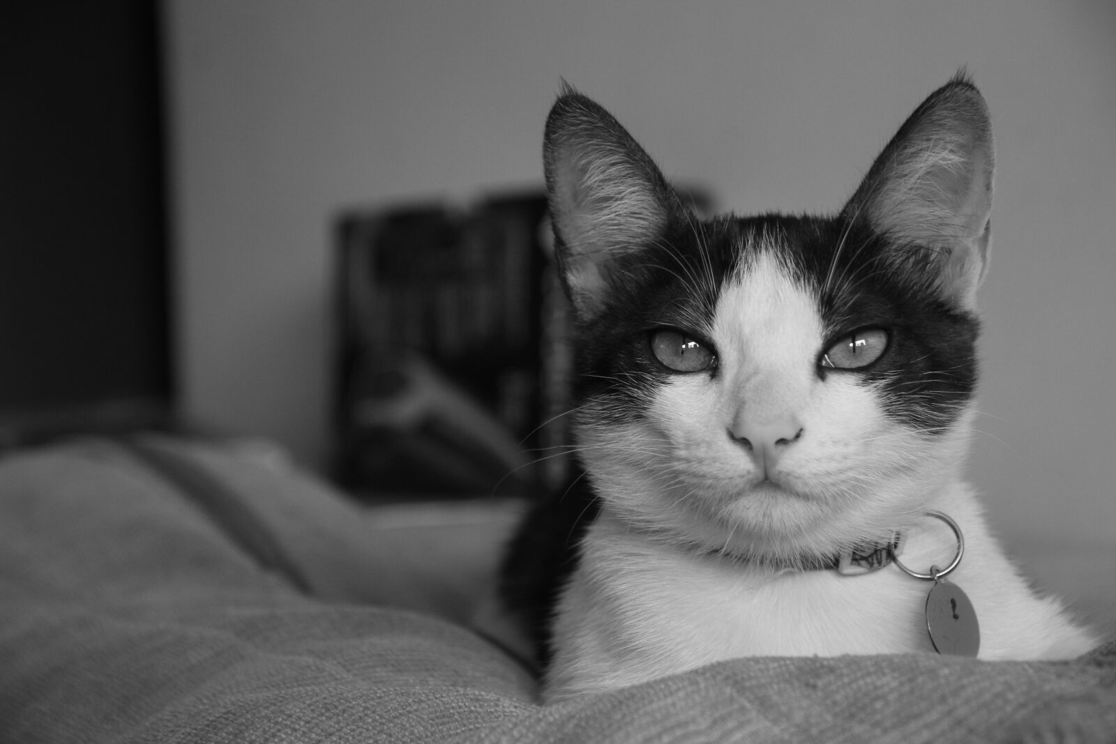 Canon EOS 60D sample photo. Cat, portrait, cute photography
