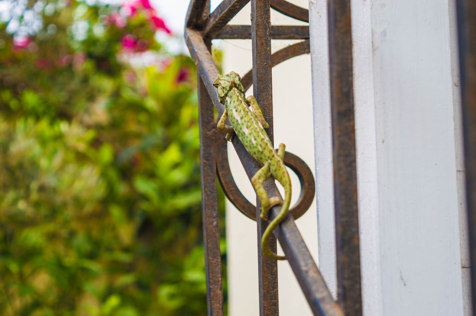 Nikon D3200 sample photo. Green, nature, leaves photography