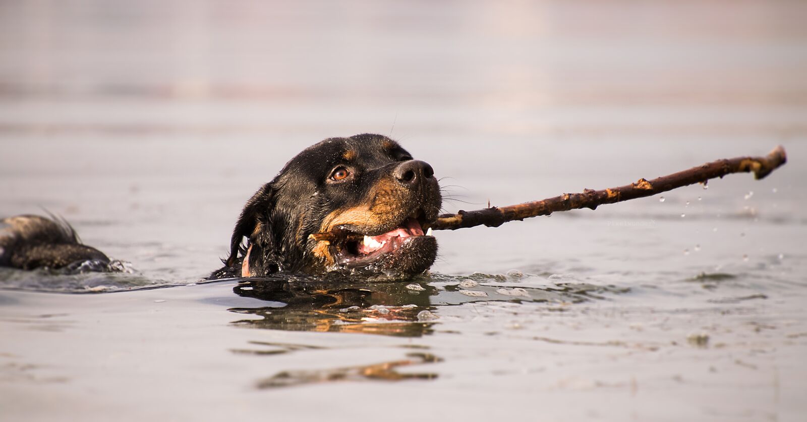 Nikon D3300 sample photo. Waters, animal, wet photography