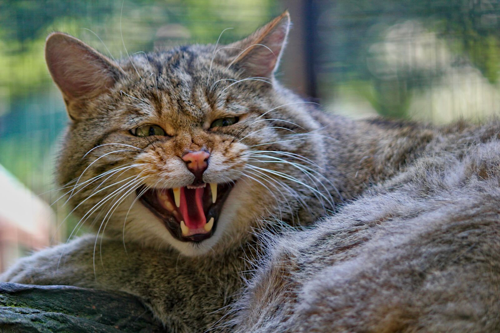 Canon EOS 550D (EOS Rebel T2i / EOS Kiss X4) sample photo. Cat, wild, beast photography