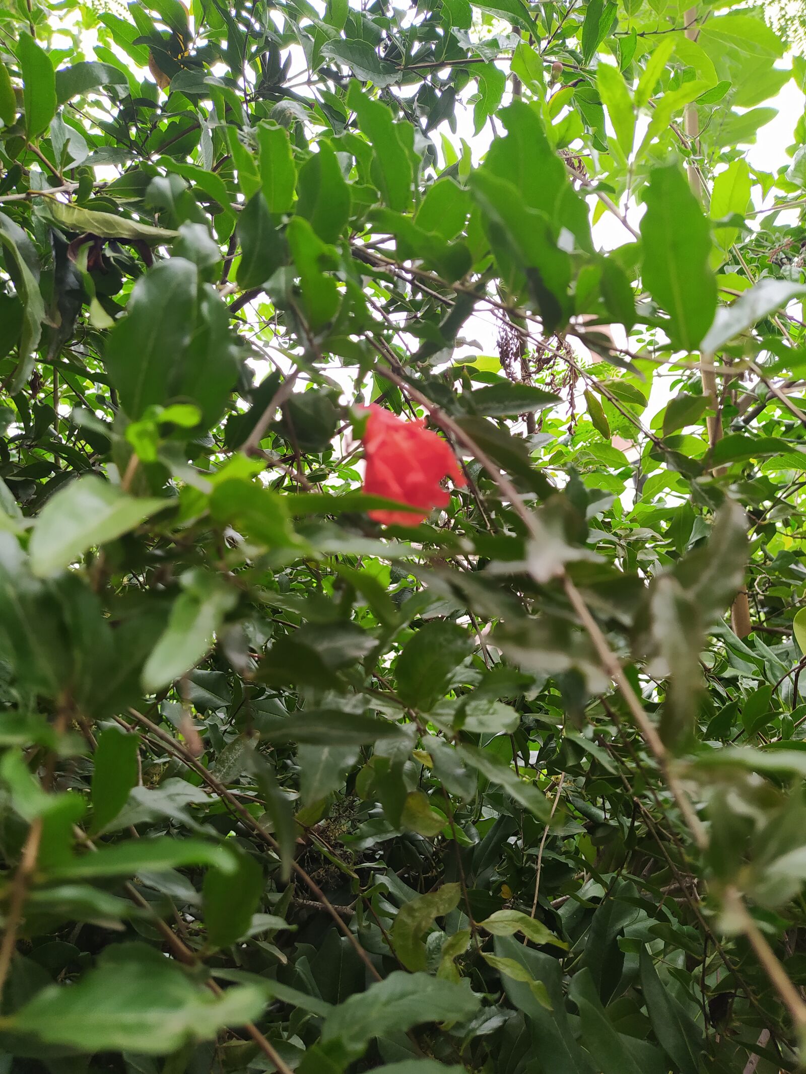 Xiaomi Redmi Note 8 sample photo. Greenish, red flower, plant photography