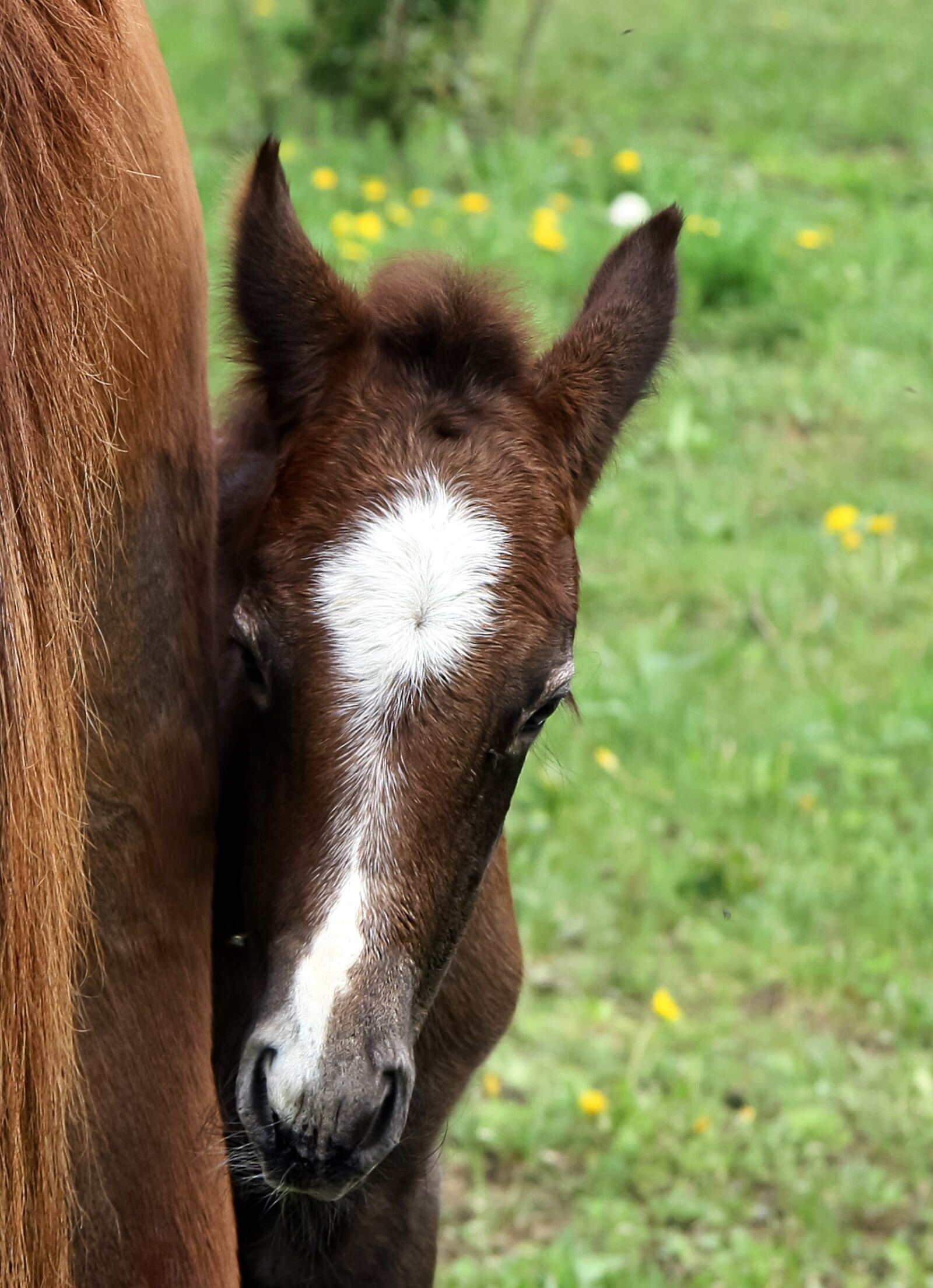 Canon EOS 1000D (EOS Digital Rebel XS / EOS Kiss F) sample photo. Foal, equine, horse photography