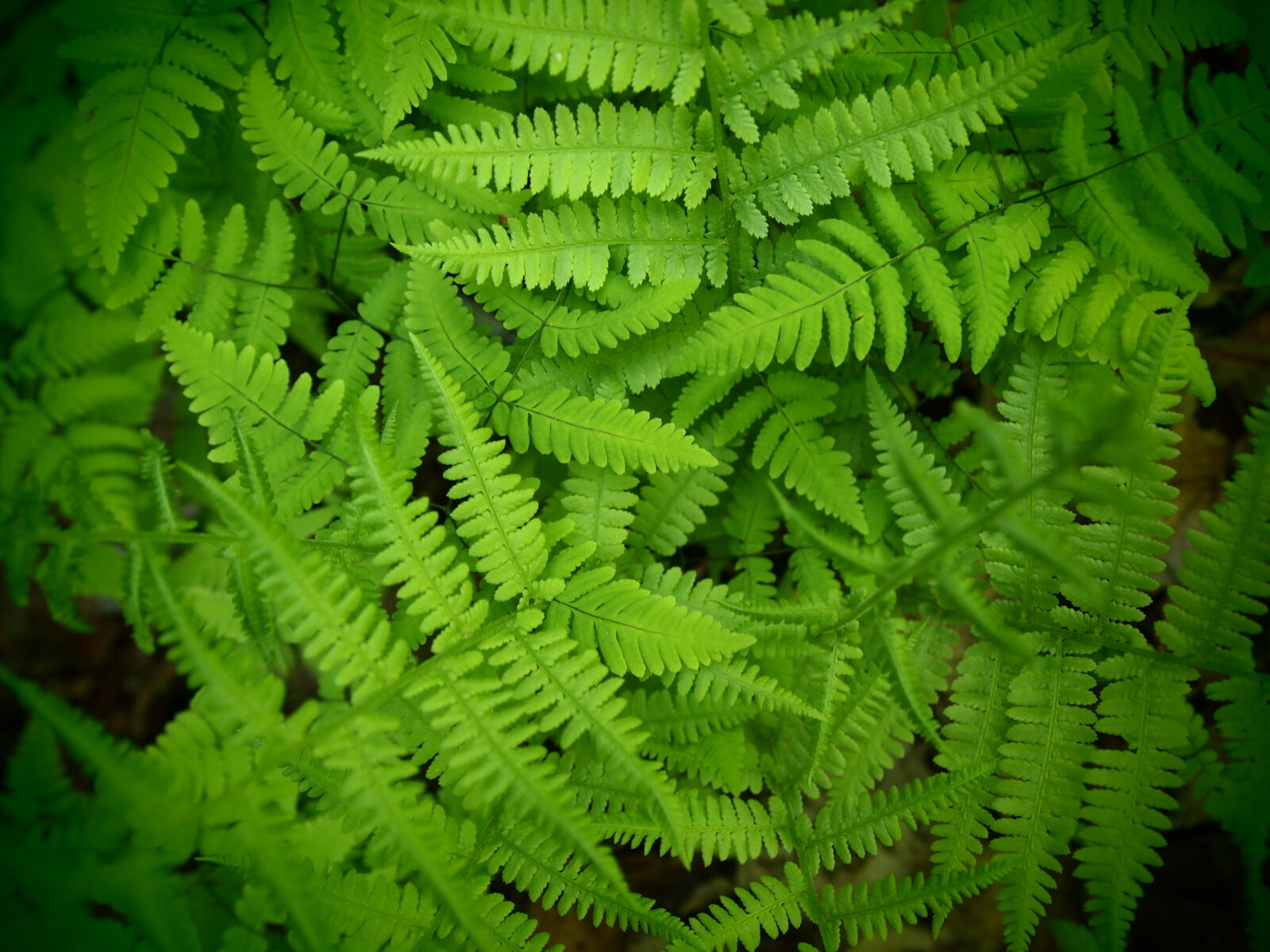 Olympus PEN E-PL1 sample photo. Art, bush, fern, green photography