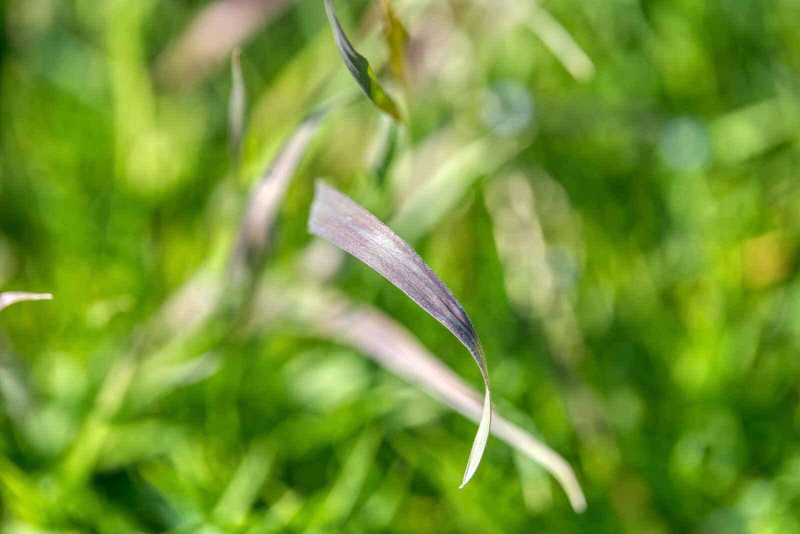 Nikon D750 sample photo. Grass, meadow, green photography
