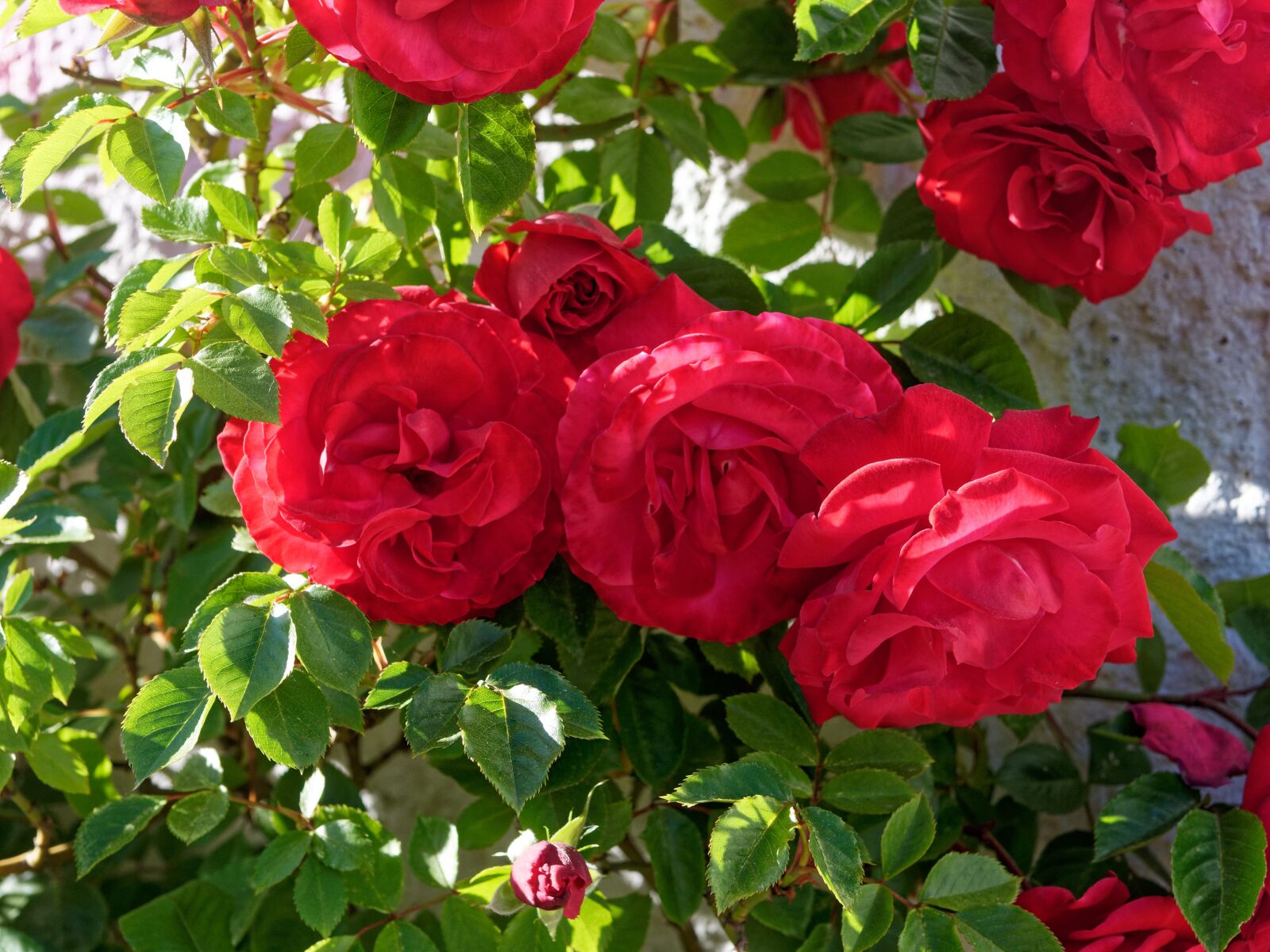 Panasonic Lumix DC-G90 (Lumix DC-G91) sample photo. Rose, flowers, red photography