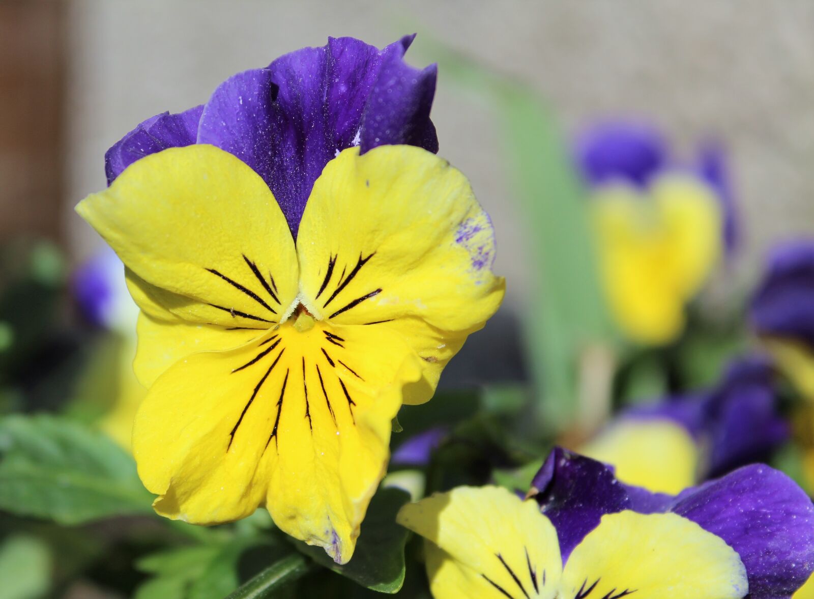 Canon EOS 1300D (EOS Rebel T6 / EOS Kiss X80) sample photo. Flower, nature, flora photography