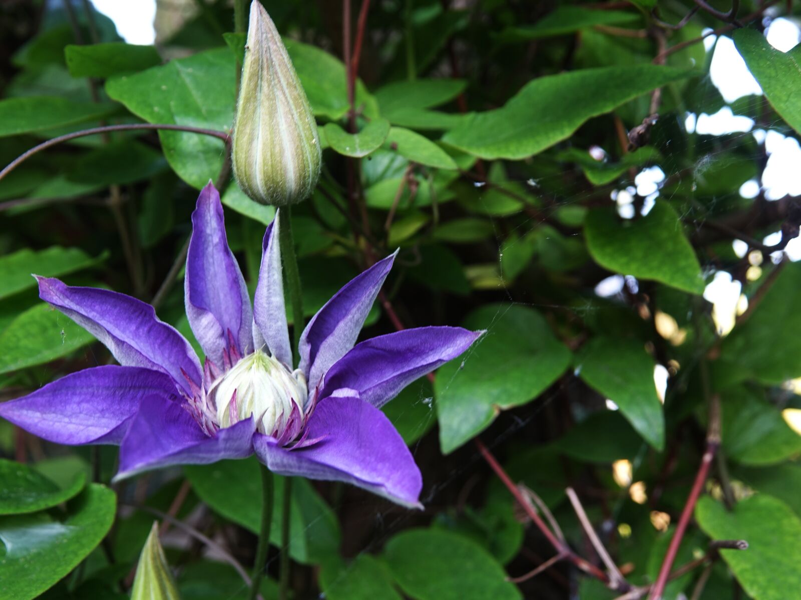 Sony Cyber-shot DSC-RX10 III sample photo. Klematis, clematis, garden photography