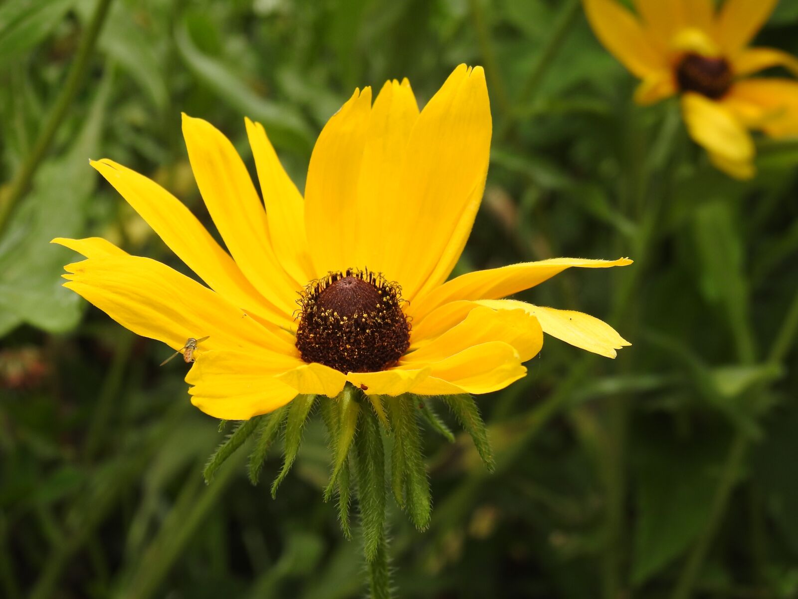 Nikon Coolpix P900 sample photo. Daisy, black eyed susan photography