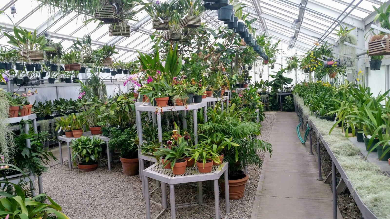 Samsung Galaxy S5 sample photo. Greenhouse, indoor, green house photography