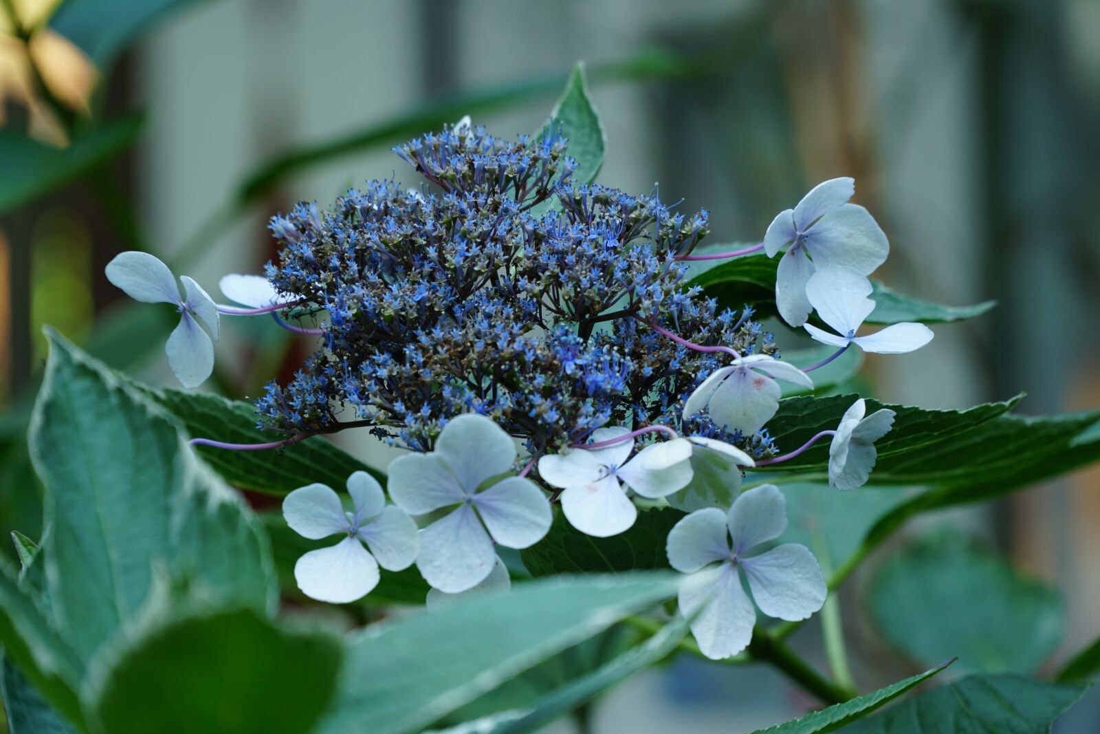 Sony E PZ 18-105mm F4 G OSS sample photo. Hydrangea, blue, flower photography