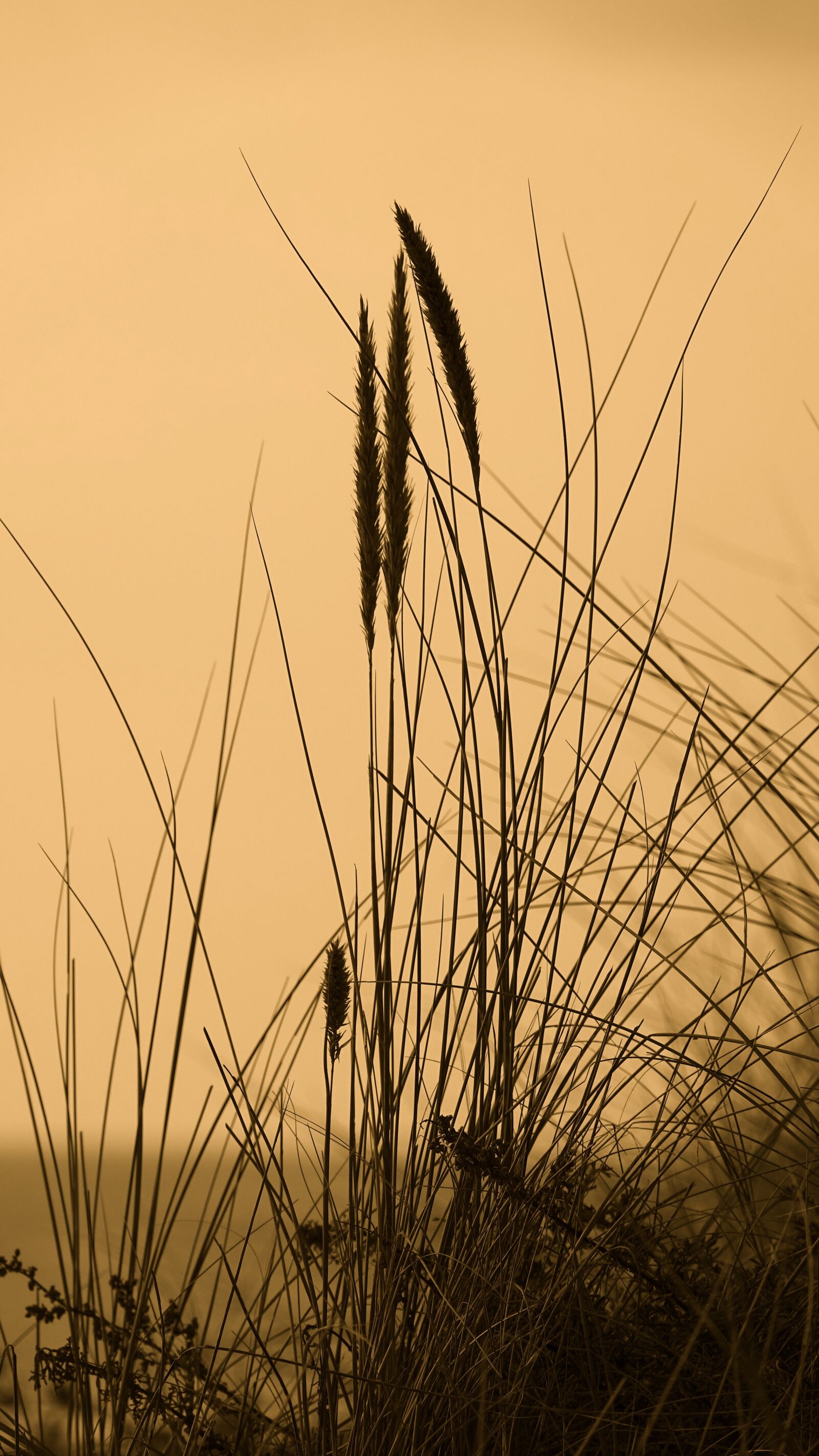 Sony Cyber-shot DSC-RX10 III sample photo. Nature, fragile grass in photography