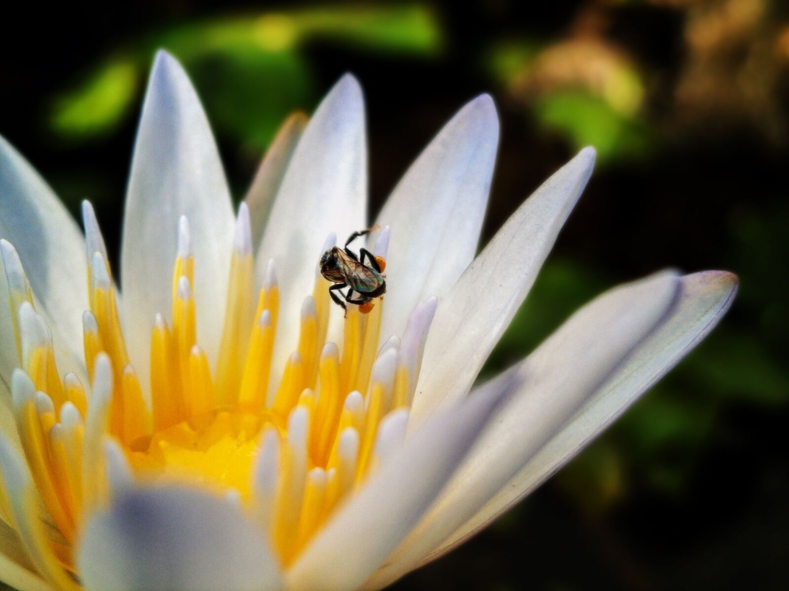 Olympus VG180,D770 sample photo. Lotus, bee, flower photography