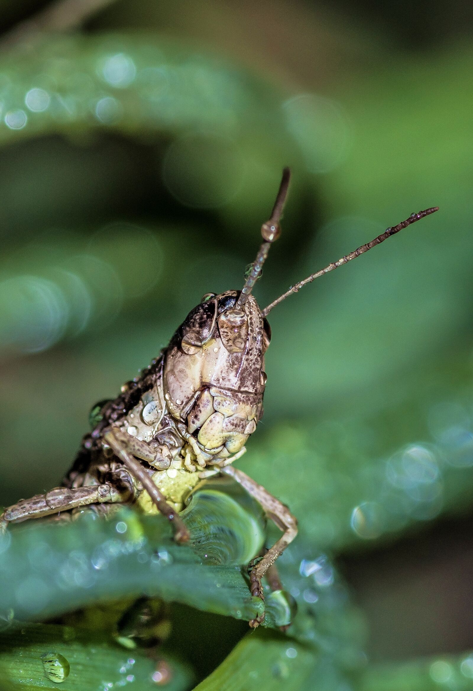 Pentax smc D-FA 100mm F2.8 Macro WR sample photo. Grasshopper, insect, green photography