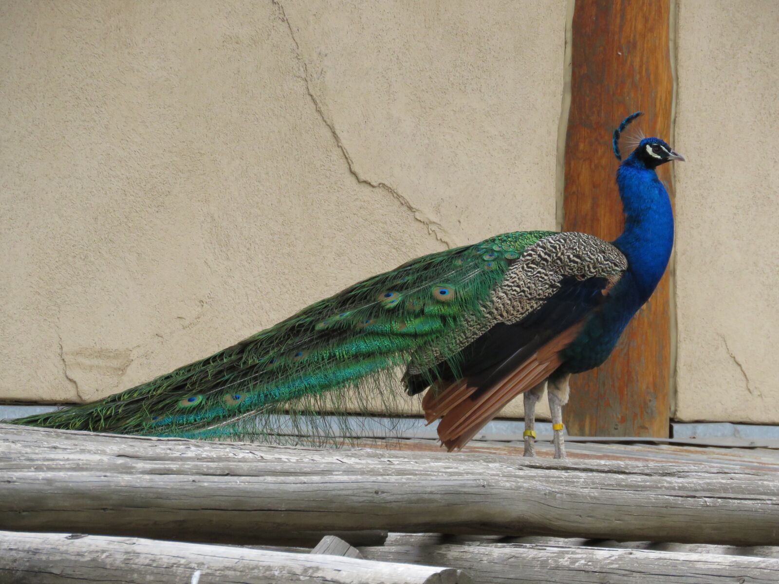 Canon PowerShot SX60 HS sample photo. Peacock, bird, beautiful photography